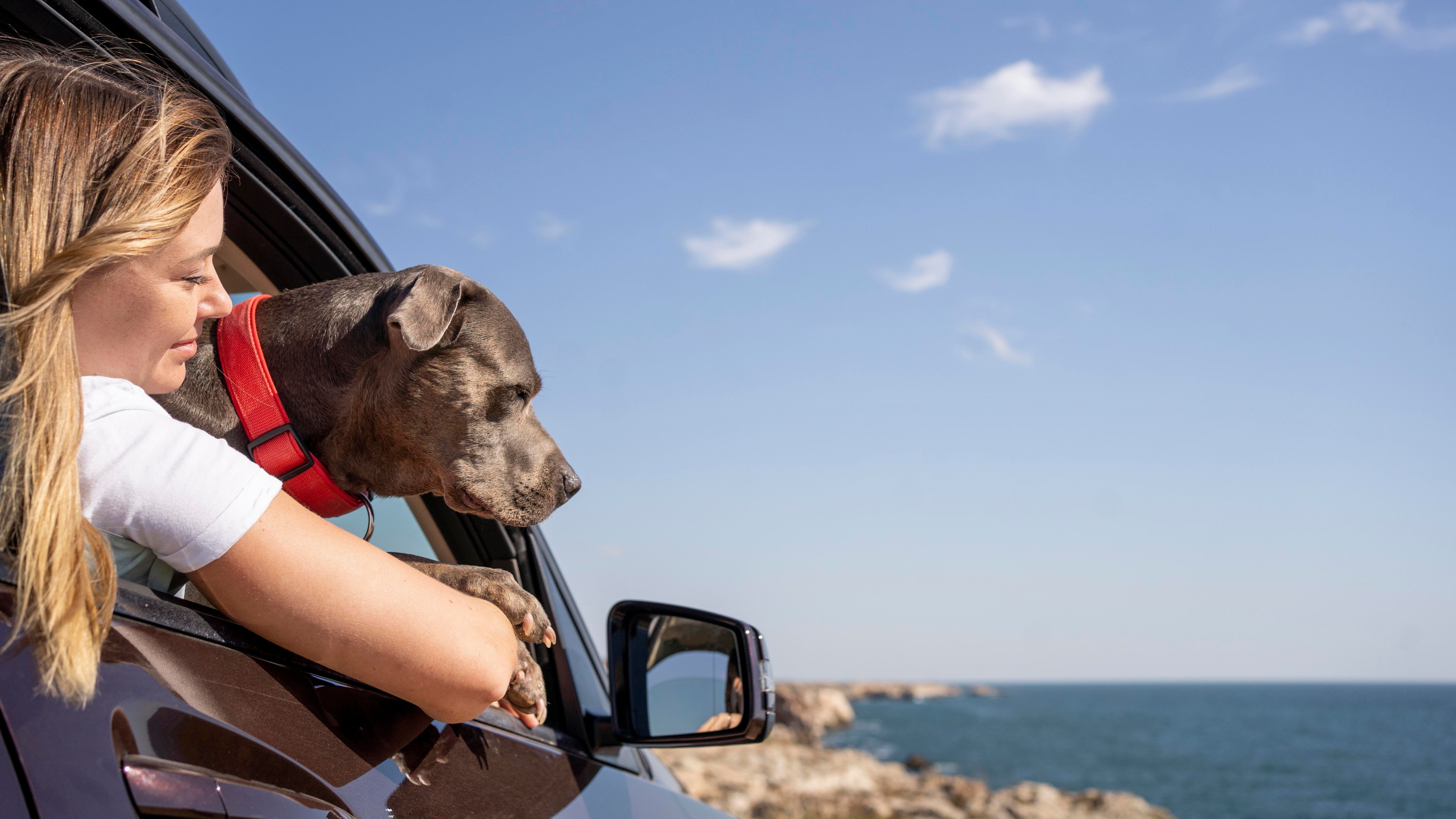 De Ultieme Reis-Checklist: Alles wat je nodig hebt om te Reizen met je Hond