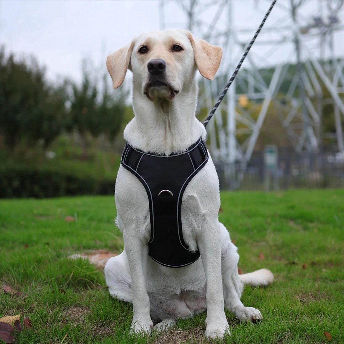 Duomm airtag hondentuigje zwart op hond