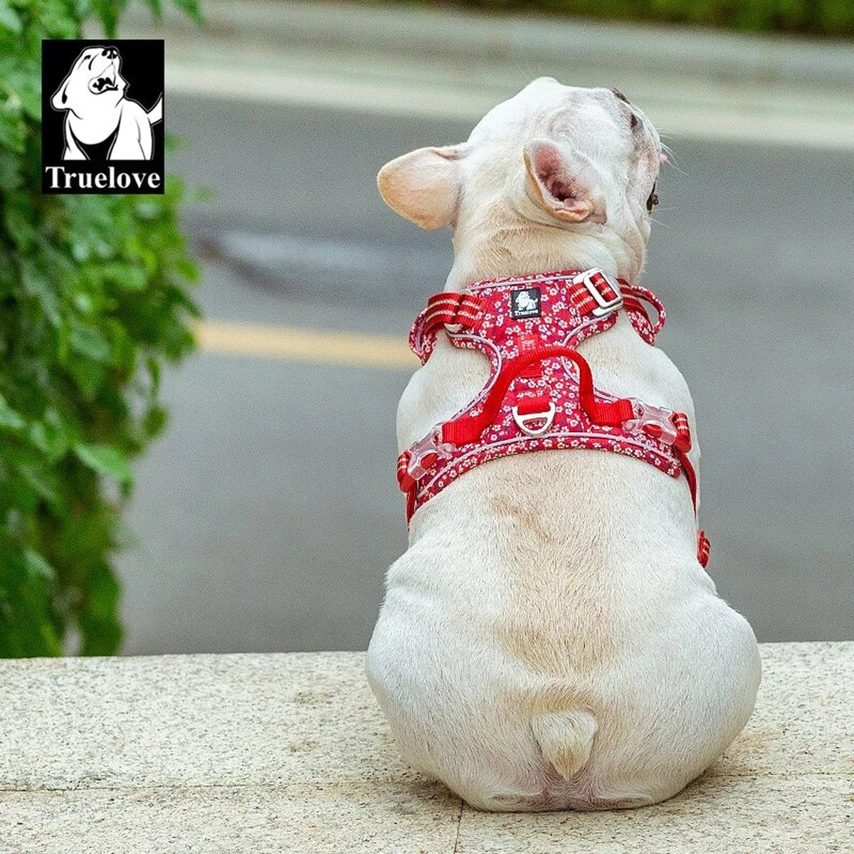 hondentuigje met rode bloemen bulldog