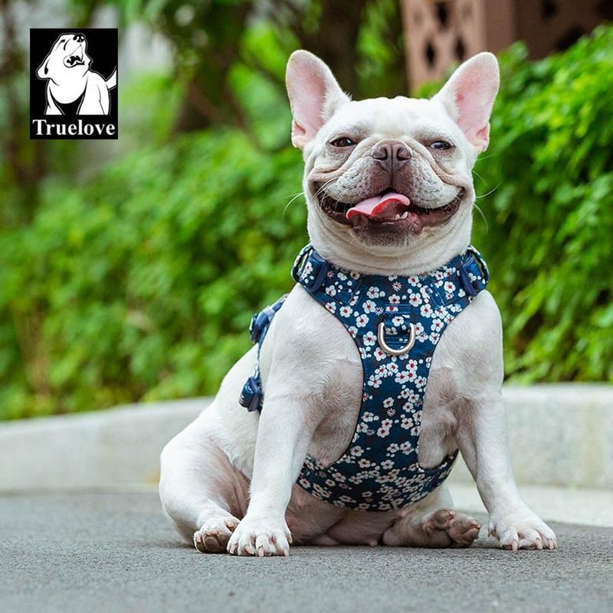 blauw hondentuigje met bloemen bij bulldog
