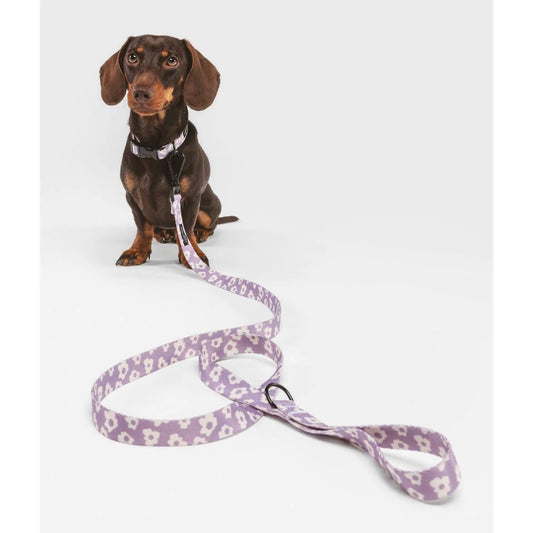 roze halsband en leiband bij teckel