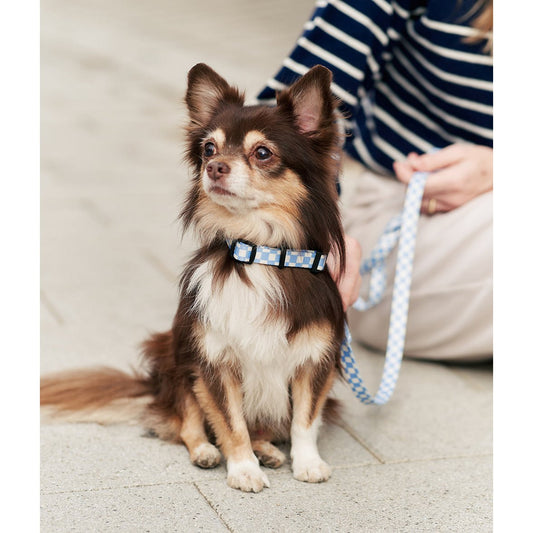 blauwe halsband checkbox chihuahua langharig