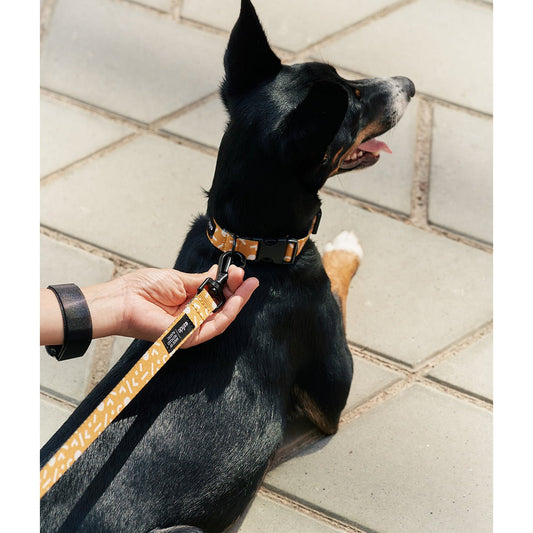 Hondenriem en halsband set op een modelhond