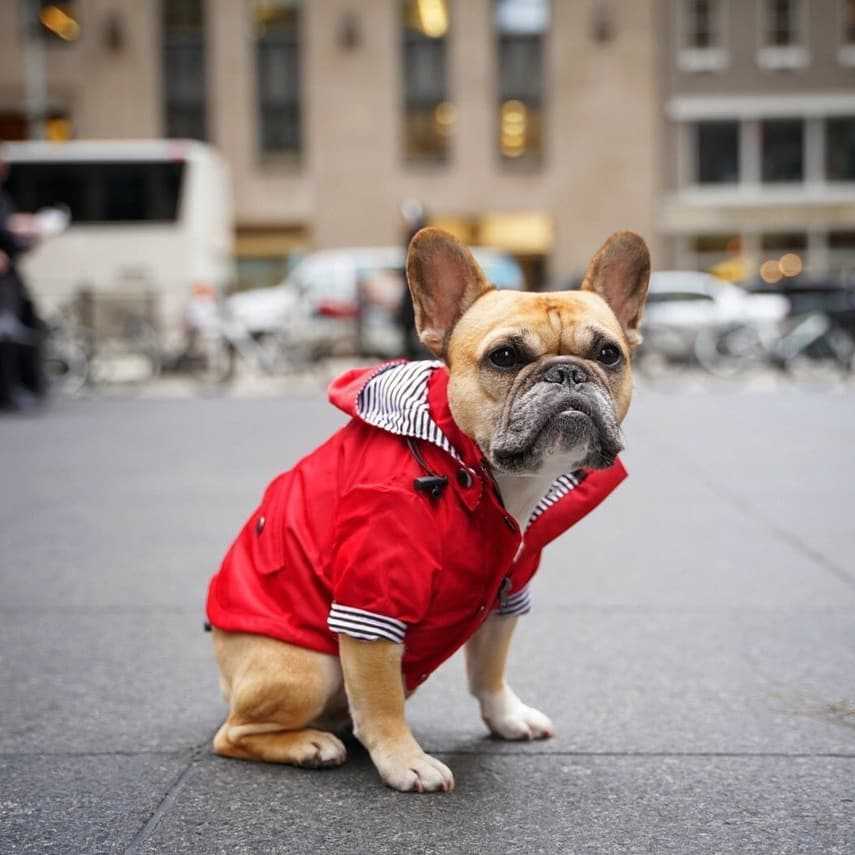 Waterdichte Regenjas met Kap voor Honden