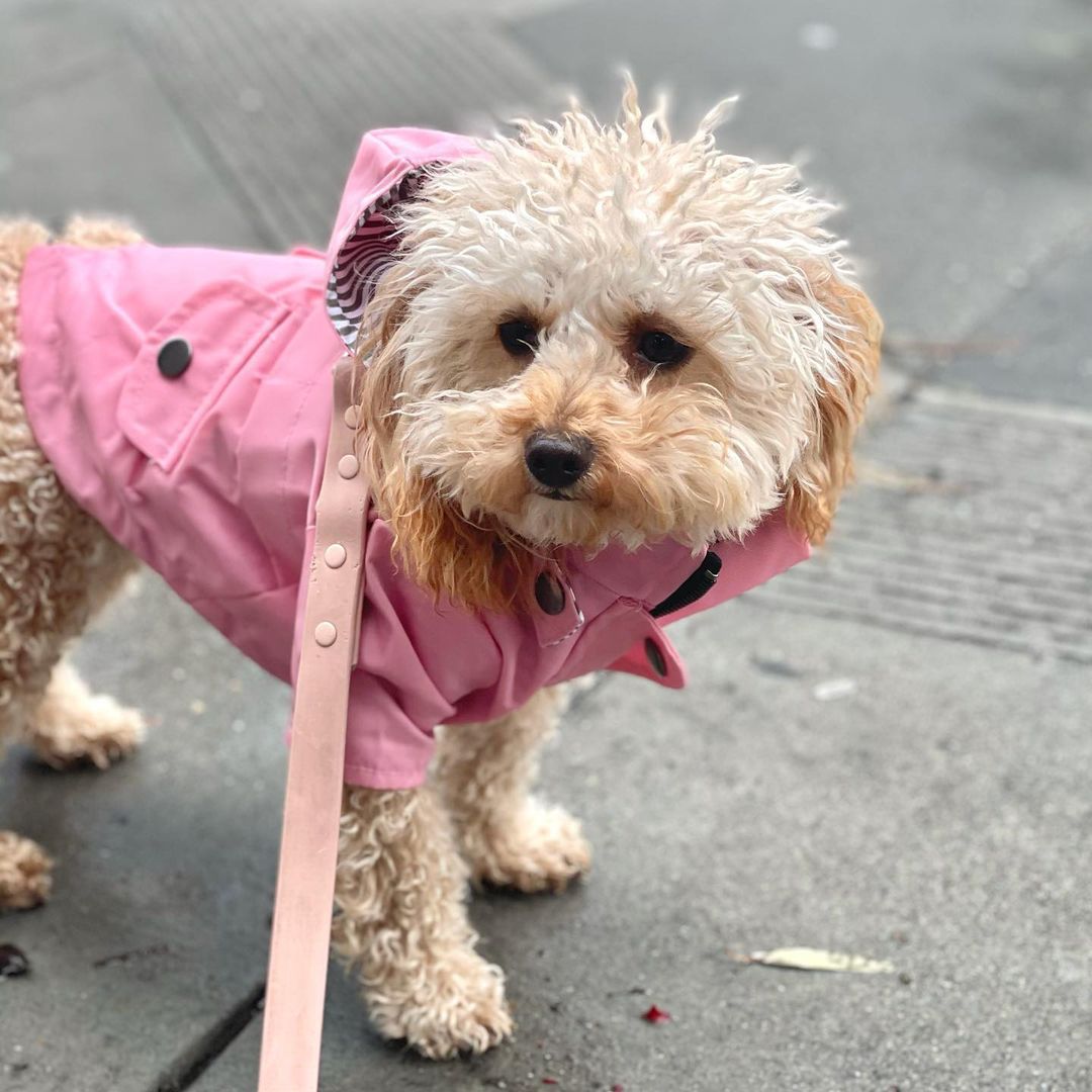 Waterdichte Regenjas met Kap voor Honden