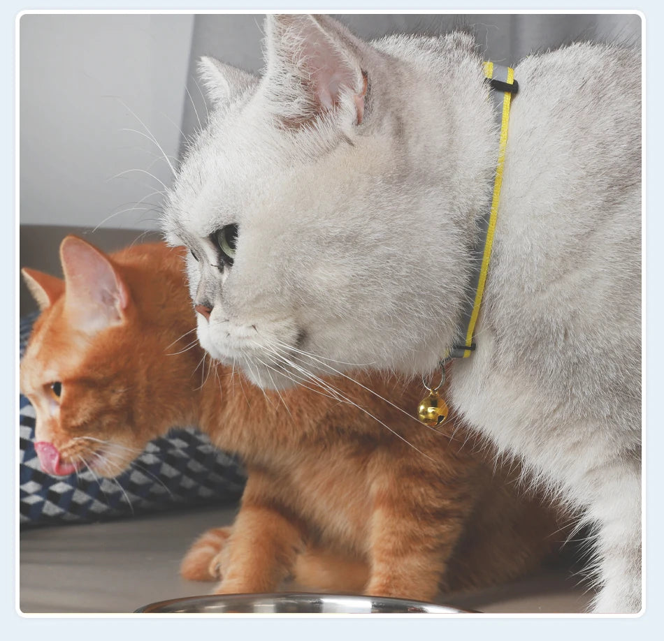 Reflecterende Kattenhalsband met Bel - DreamPawz