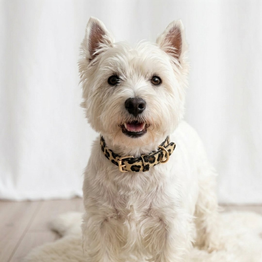 Hondenhalsband met panter print op kleine witte hond