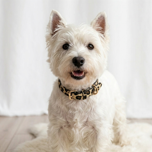 Hondenhalsband met panter print op kleine witte hond