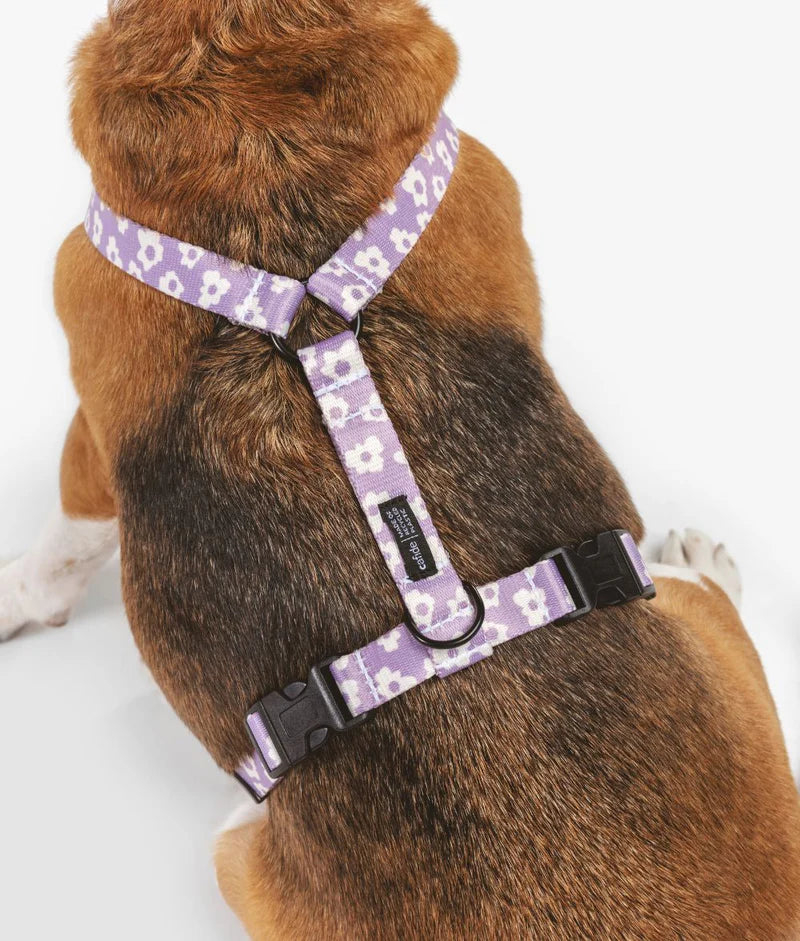 hondentuigje met beagle
