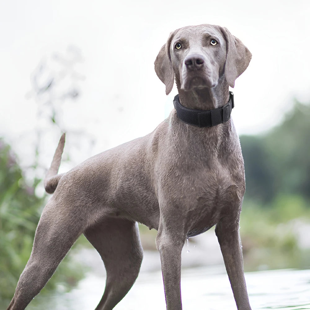 Premium Tactical K9 Halsband