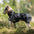 Waterdichte Regenjas voor Honden - DreamPawz