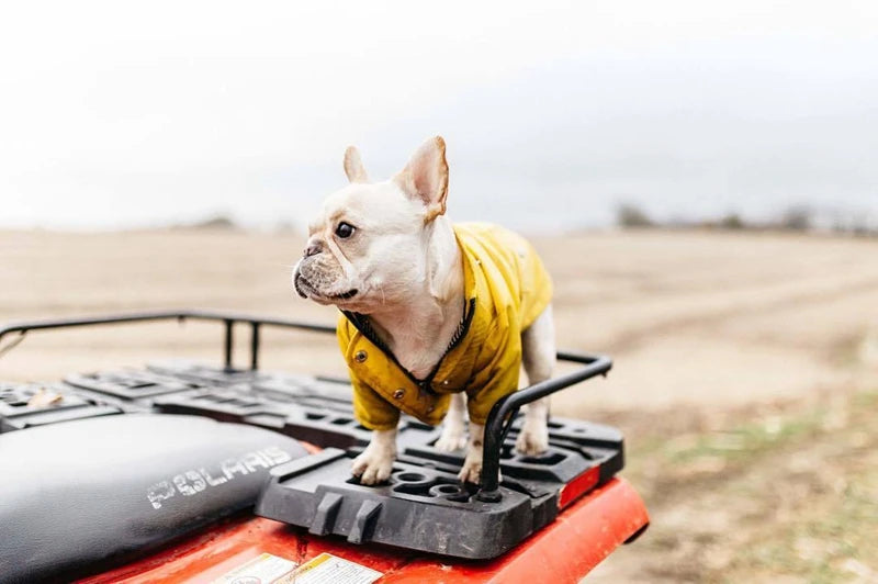 Waterdichte Regenjas met Kap voor Honden