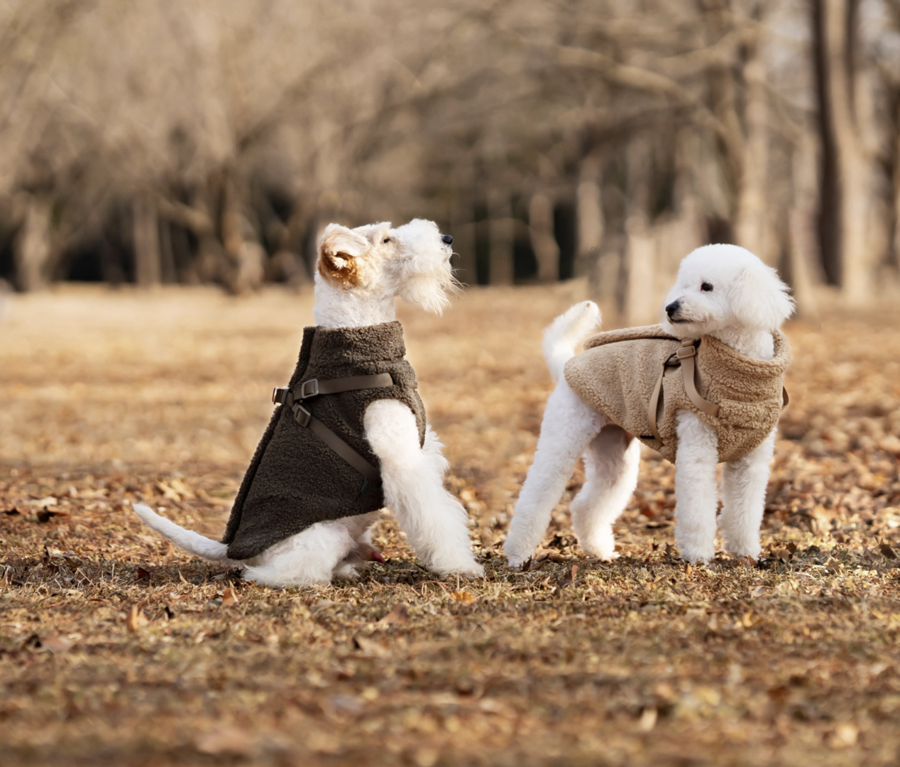 Twee honden staan in de grasbuitenlucht en dragen een VPETBR teddy hondentrui met geïntegreerd tuigje.