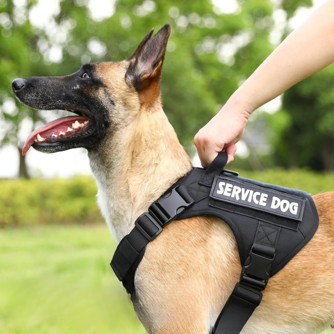 Zwart hondentuigje met 6 patches op modelhond