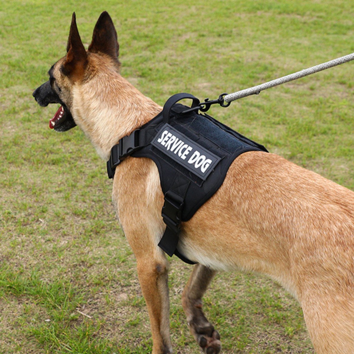 Zwart hondentuigje met 6 patches op modelhond achterzijde