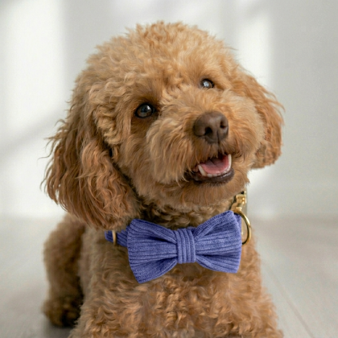 Corduroy Set met Strik, Halsband & Riem - DreamPawz