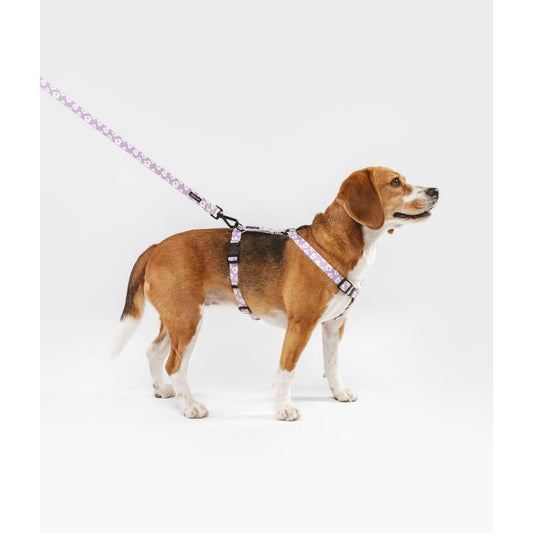beagle met hondentuigje